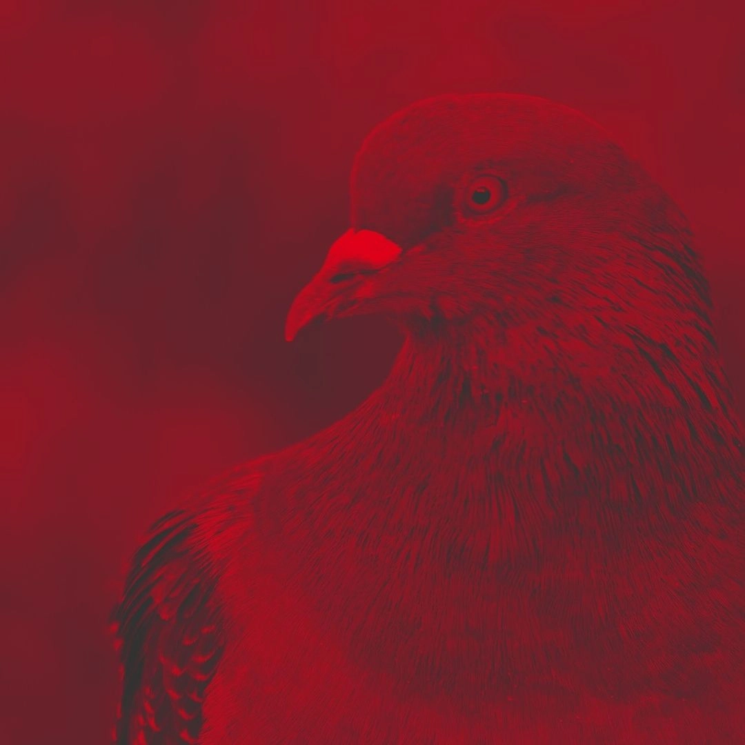 Close-up of a bird with a red overlay, representing wildlife affected by research practices.