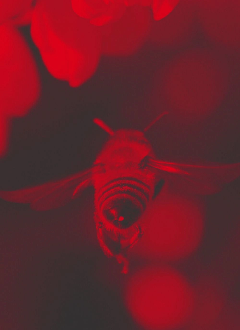 Bee in flight with red overlay, symbolising interconnected ecosystems and animal protection.