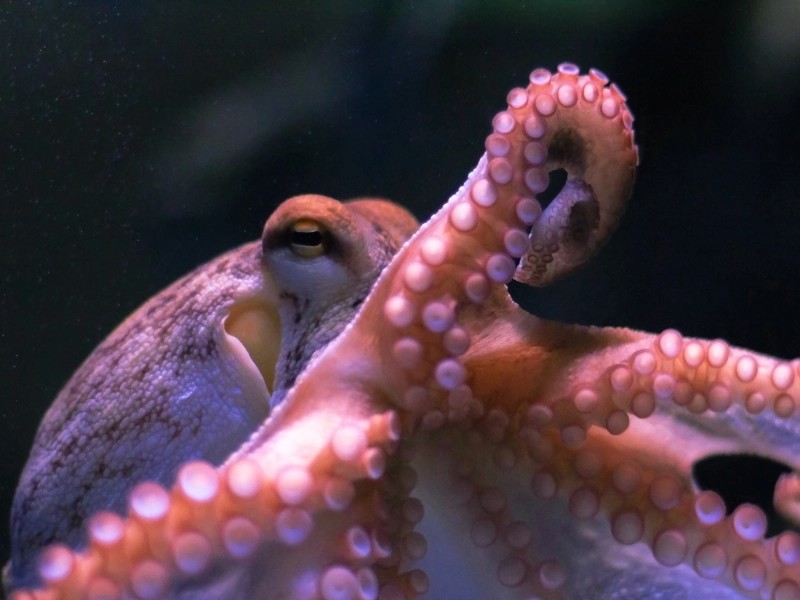 Octopus representing scientific collaboration and alliances for change