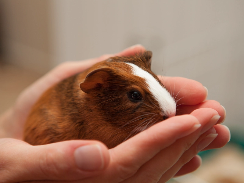 Guinea pig representing animals used in research and the need for public education