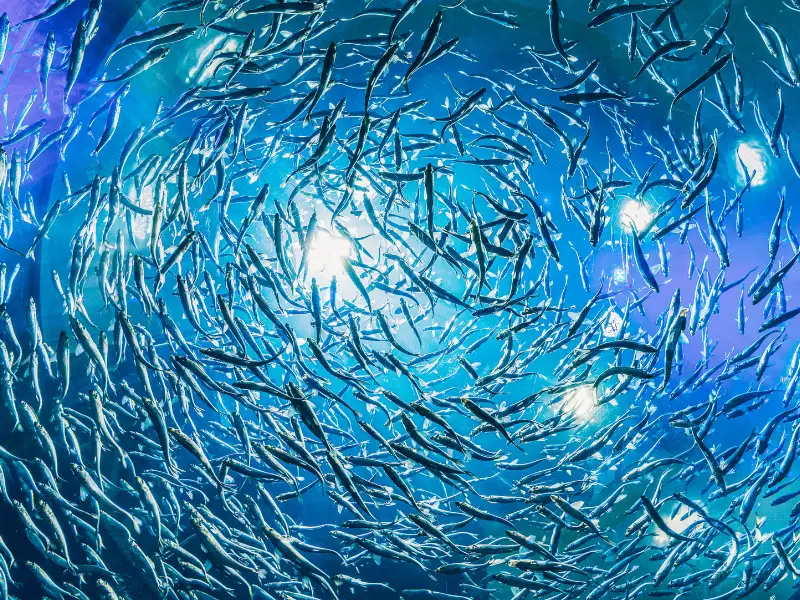 Fish swimming, representing global leadership in non-animal science
