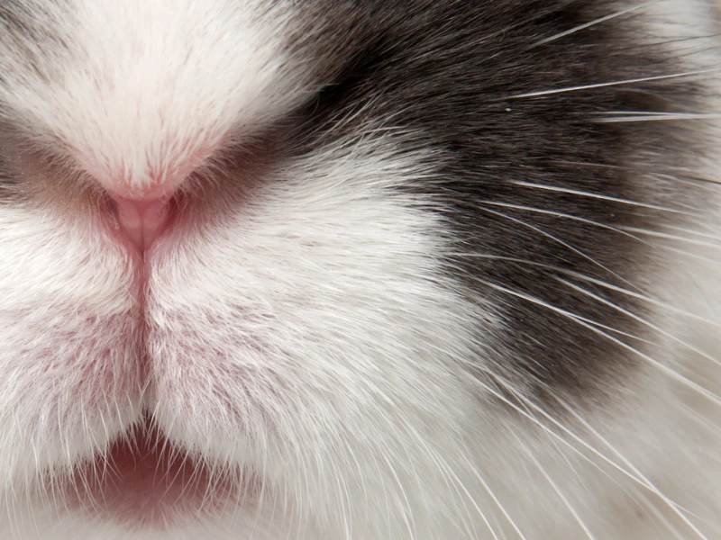 Close-up of a bunny nose, representing public support for ethical science