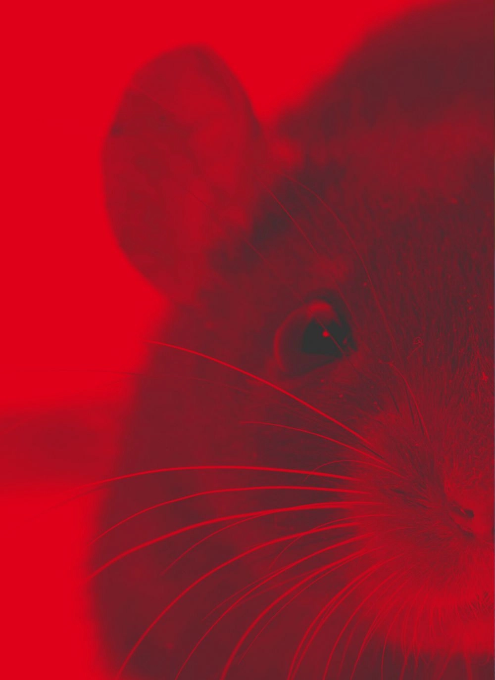Mouse representing animals used in research in New Zealand