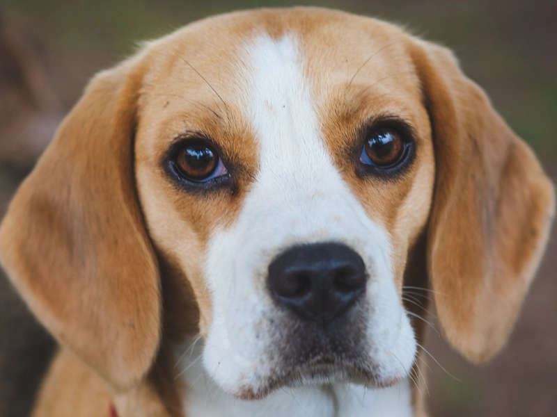 Beagle representing animals used in science education