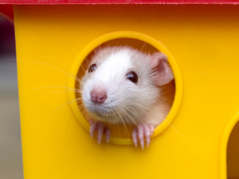 Mice emerging from a tunnel, representing animals used in medical research