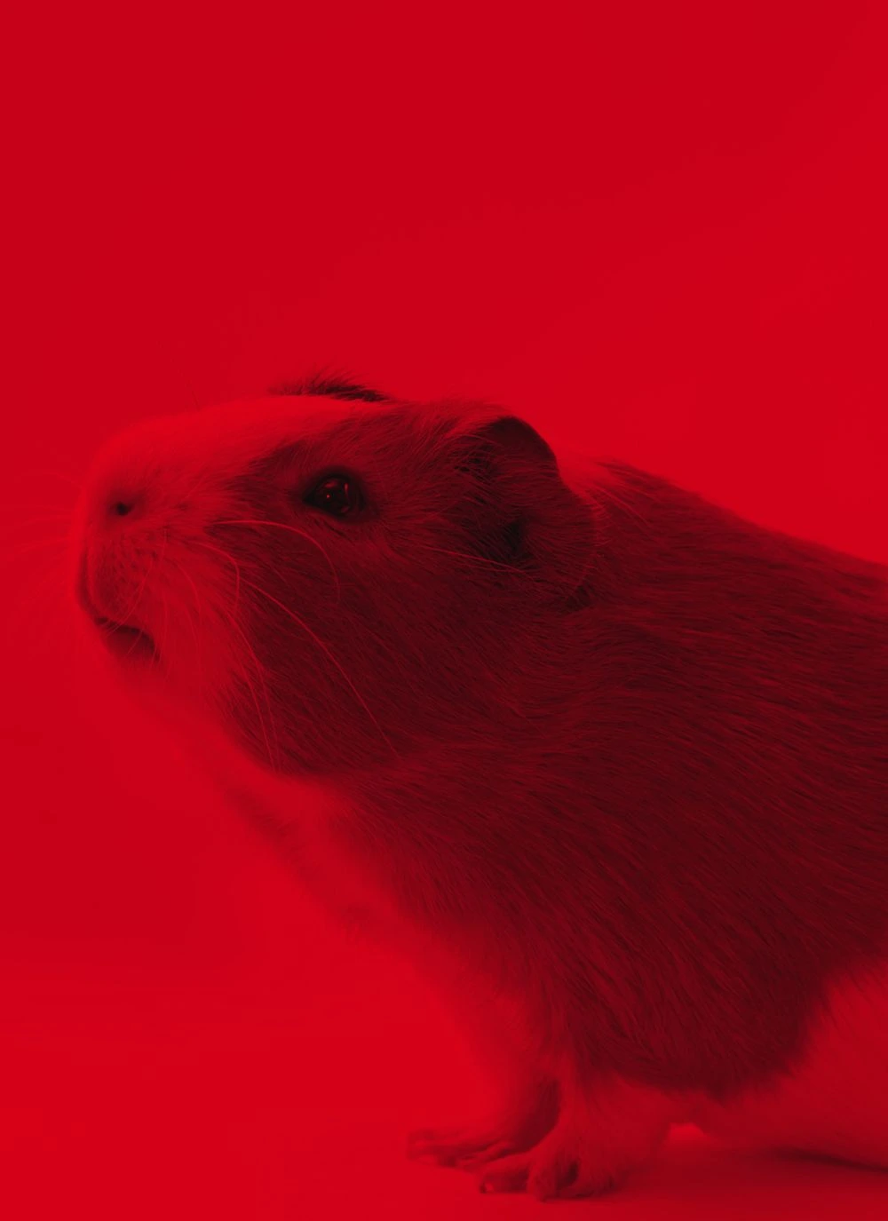 Guinea pig used in research and testing