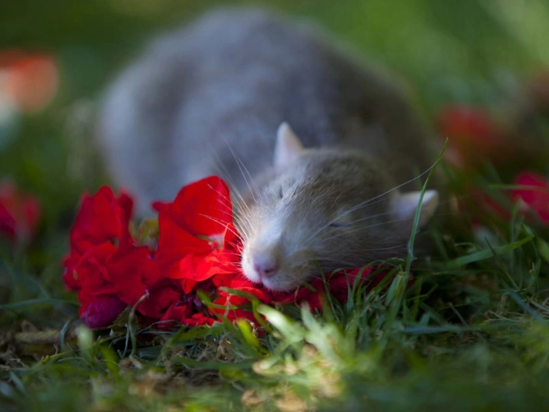 Rat resting in the grass, representing laboratory animal research data in New Zealand