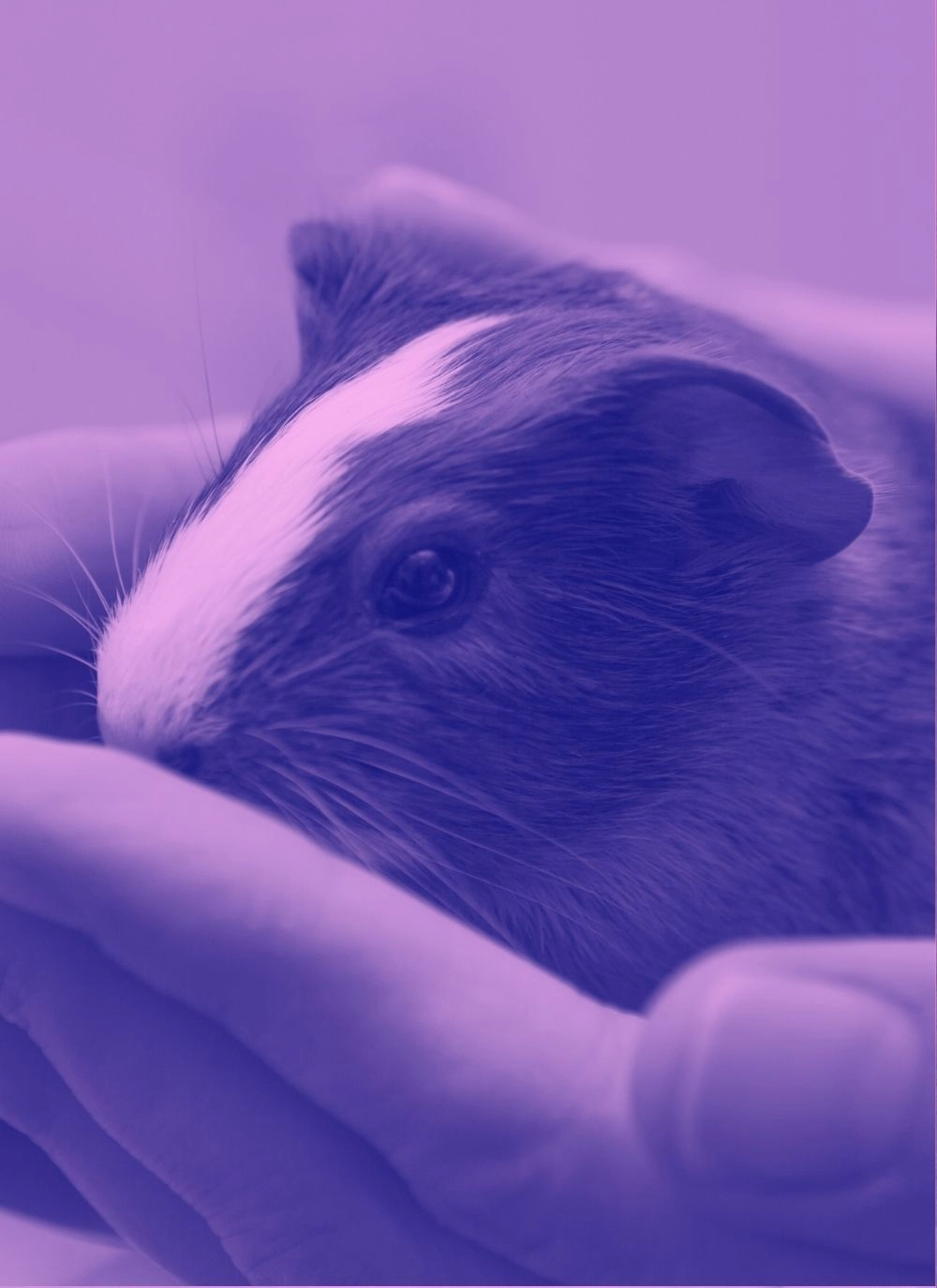 Rodent being gently held in someone’s hands, representing legacy giving to support animal-free science