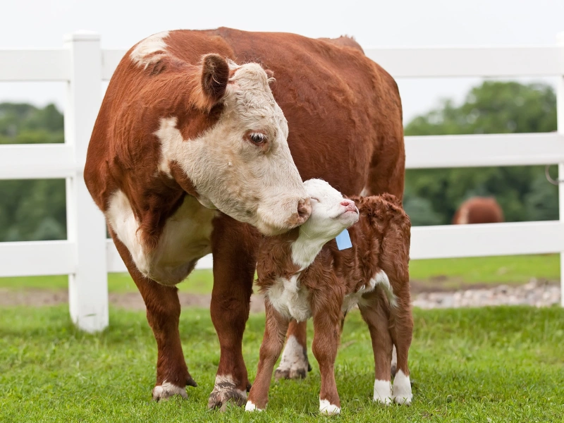 Cow and calf representing animals affected by scientific research and testing