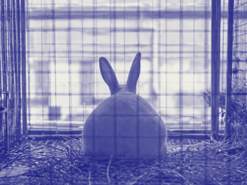 Rabbit in a laboratory cage used for scientific research in New Zealand