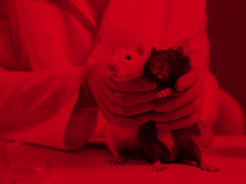 Scientist holding a mouse in a laboratory research setting