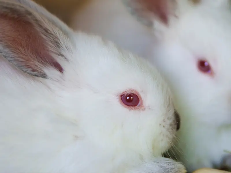 Rabbit in a laboratory setting representing the Draize eye irritation t