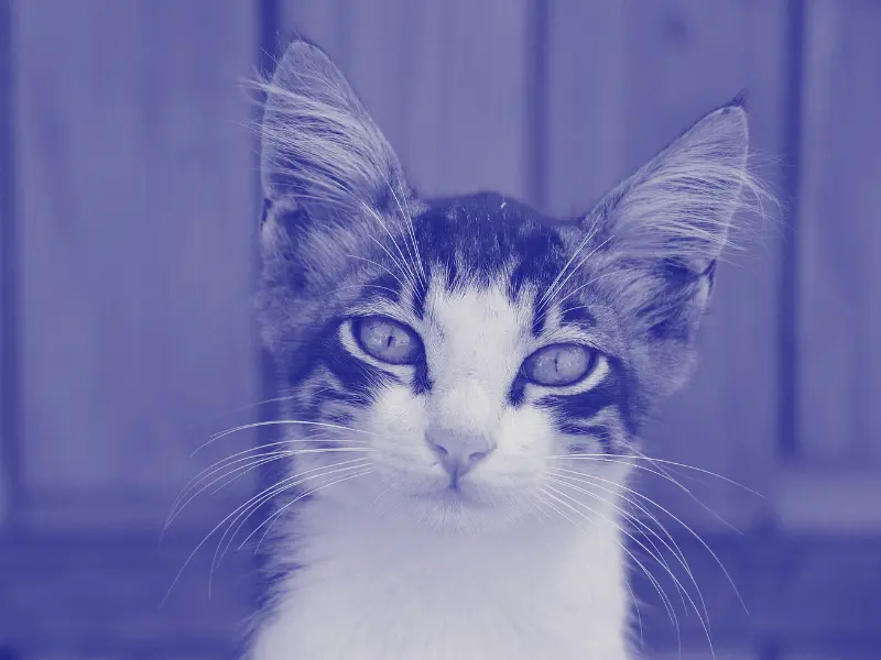 Cat looking through laboratory glass representing the ethical concerns surrounding animal testing in New Zealand